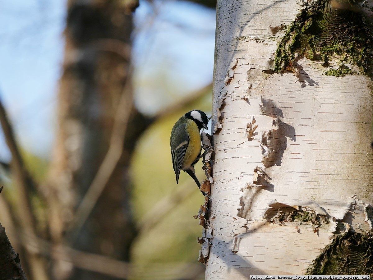 Biologische Vielfalt Plan Birke